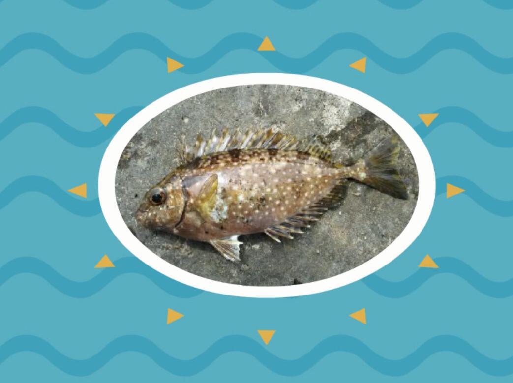 原来银篮子鱼长这样