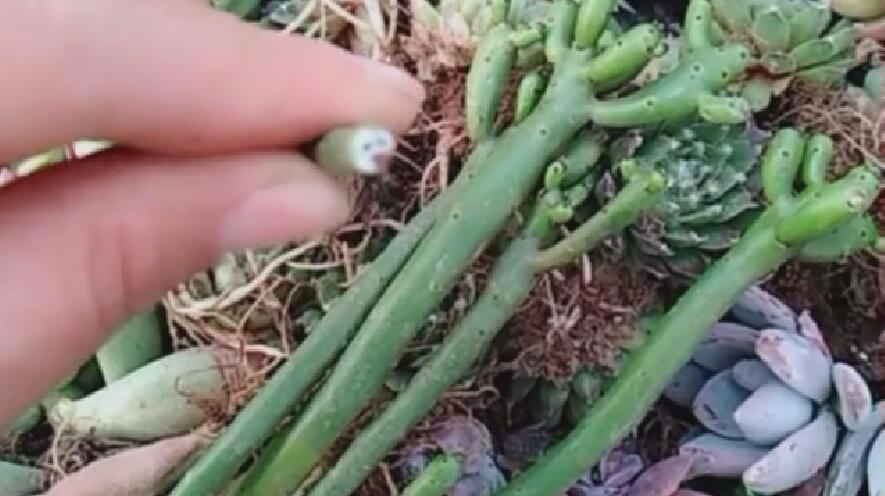 多肉植物光棍树有毒,养它需要谨慎!