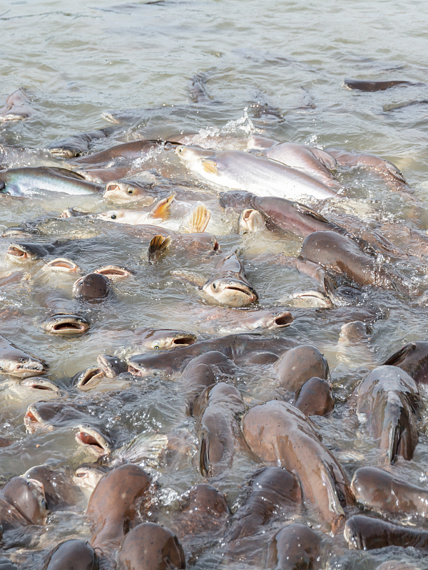 黄河每天把大量鱼冲下海,淡水鱼在海里活不了,那它们都死了吗?