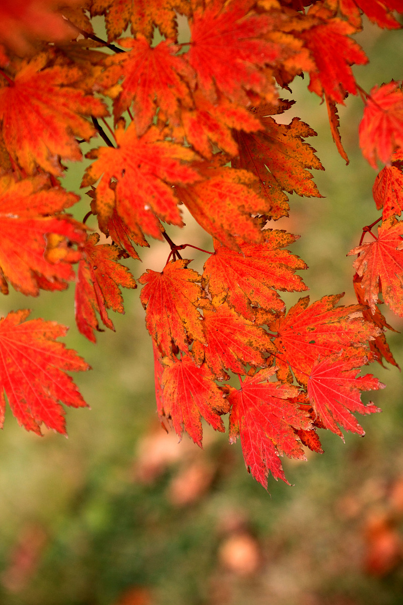 沉默的螺旋理论：概述、最新发展及影响