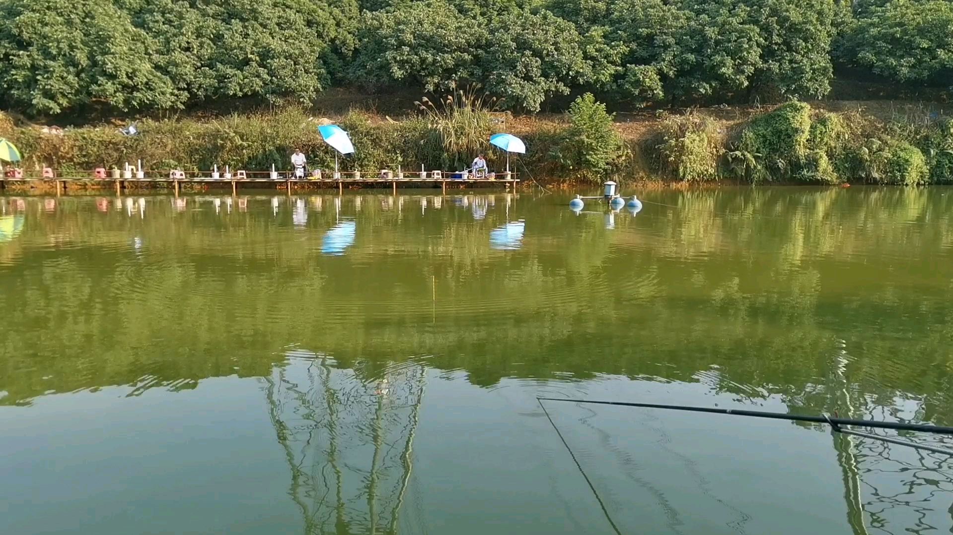实拍大鲤鱼出水过程,主线被拉得呼呼响,钓鱼人最喜欢的旋律