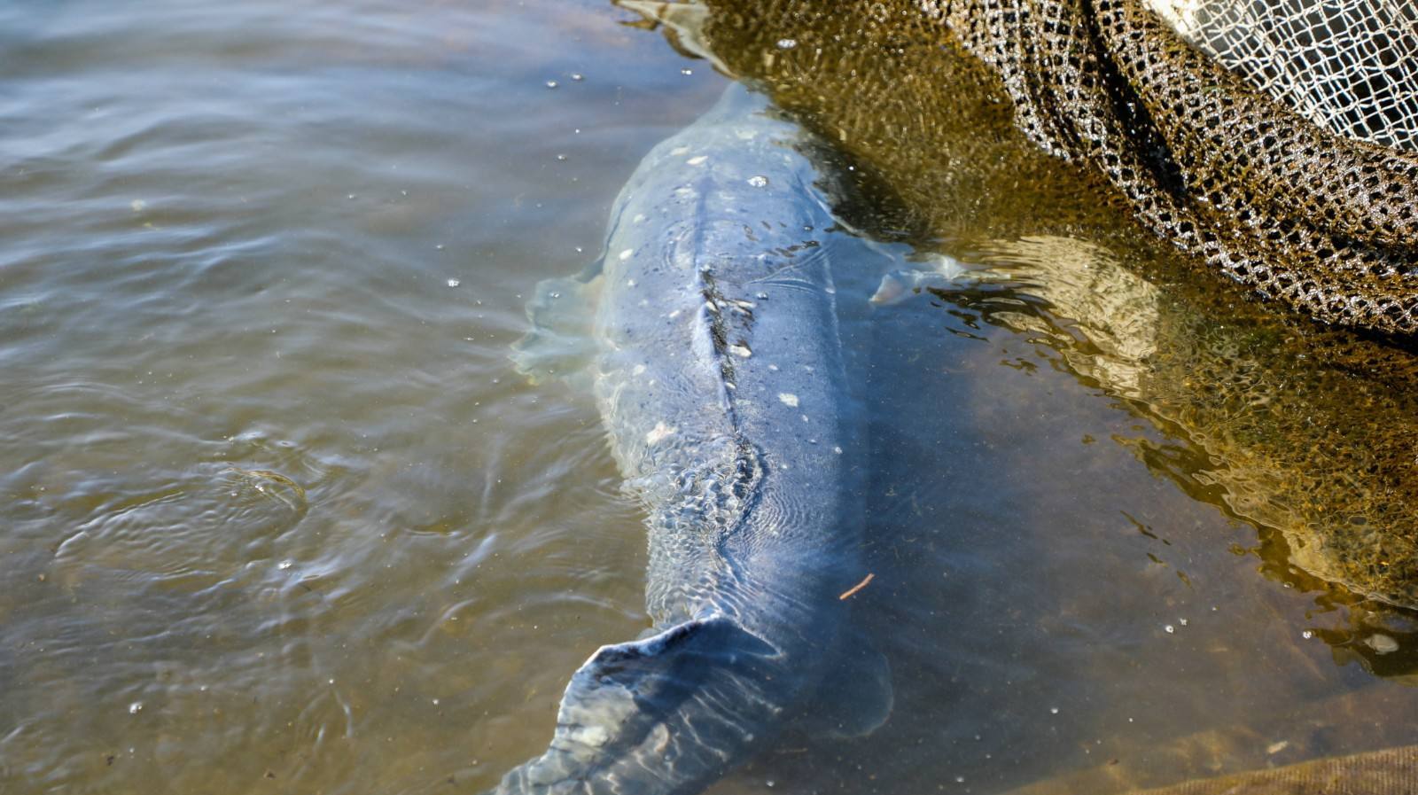 中国最大的淡水鱼,最重达2000斤生活在黑龙江,你见过吗?