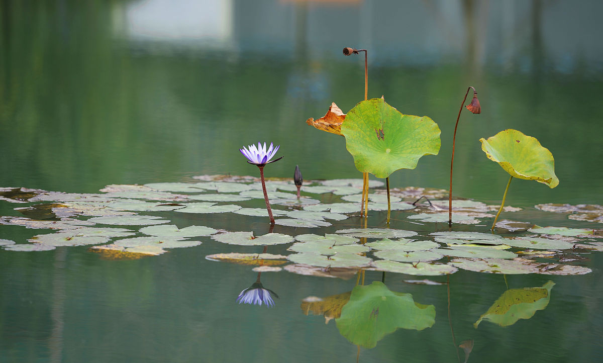四川大学职业技术学院开设了哪些专业？学校环境如何？