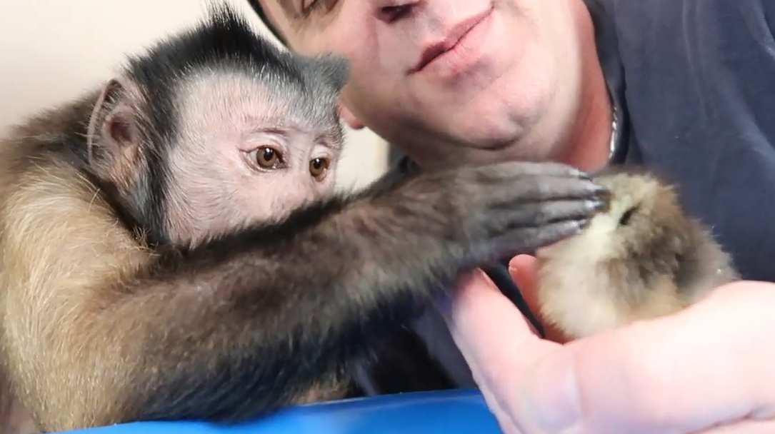 主人把小猴子和小鸡仔放一块,镜头拍下搞笑的一幕,网友:我服了