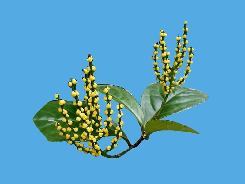 「秒懂百科」原来鸡爪兰长这样