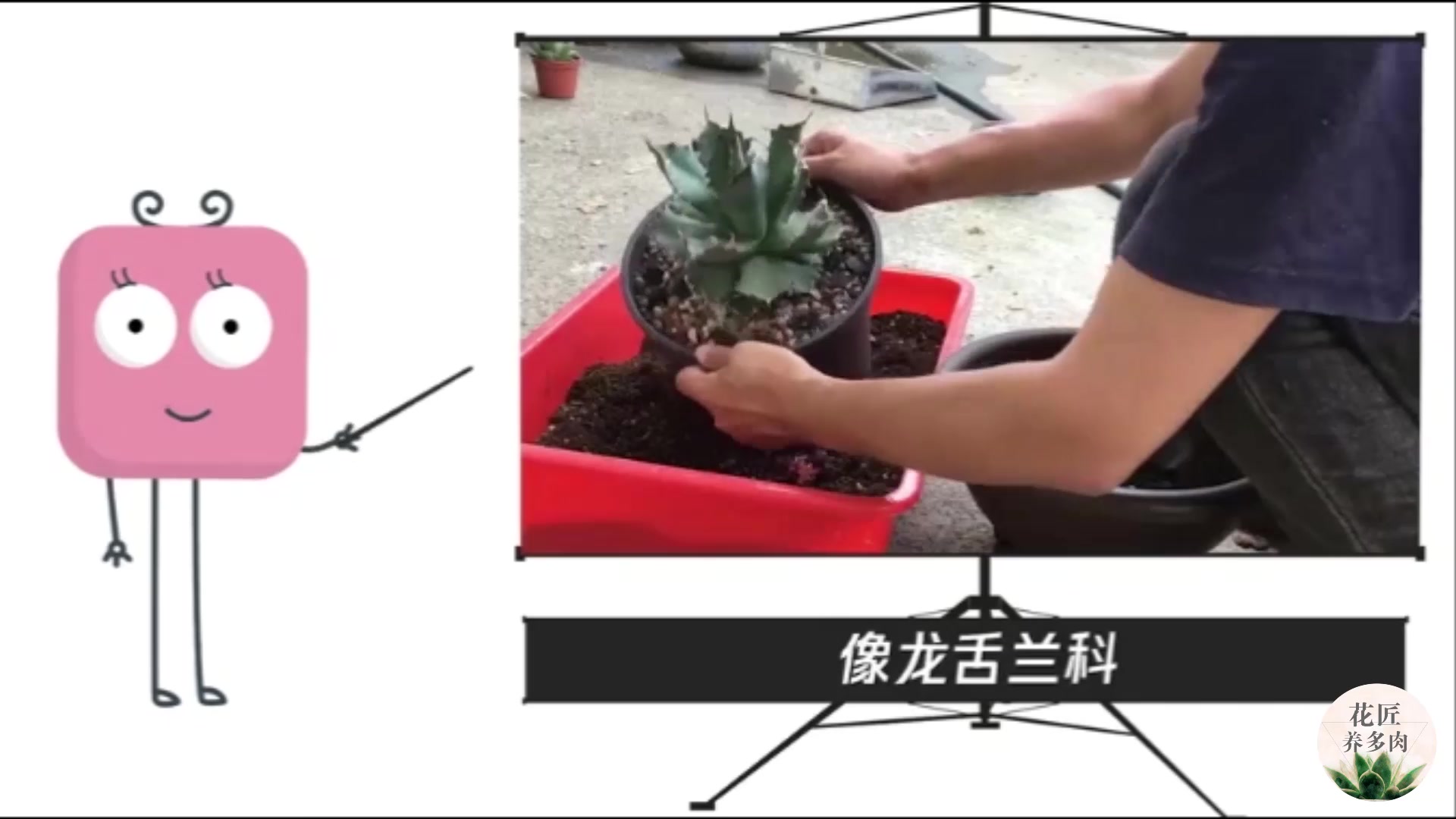 多肉能晒太阳吗?需注意什么?小知识看你了就懂