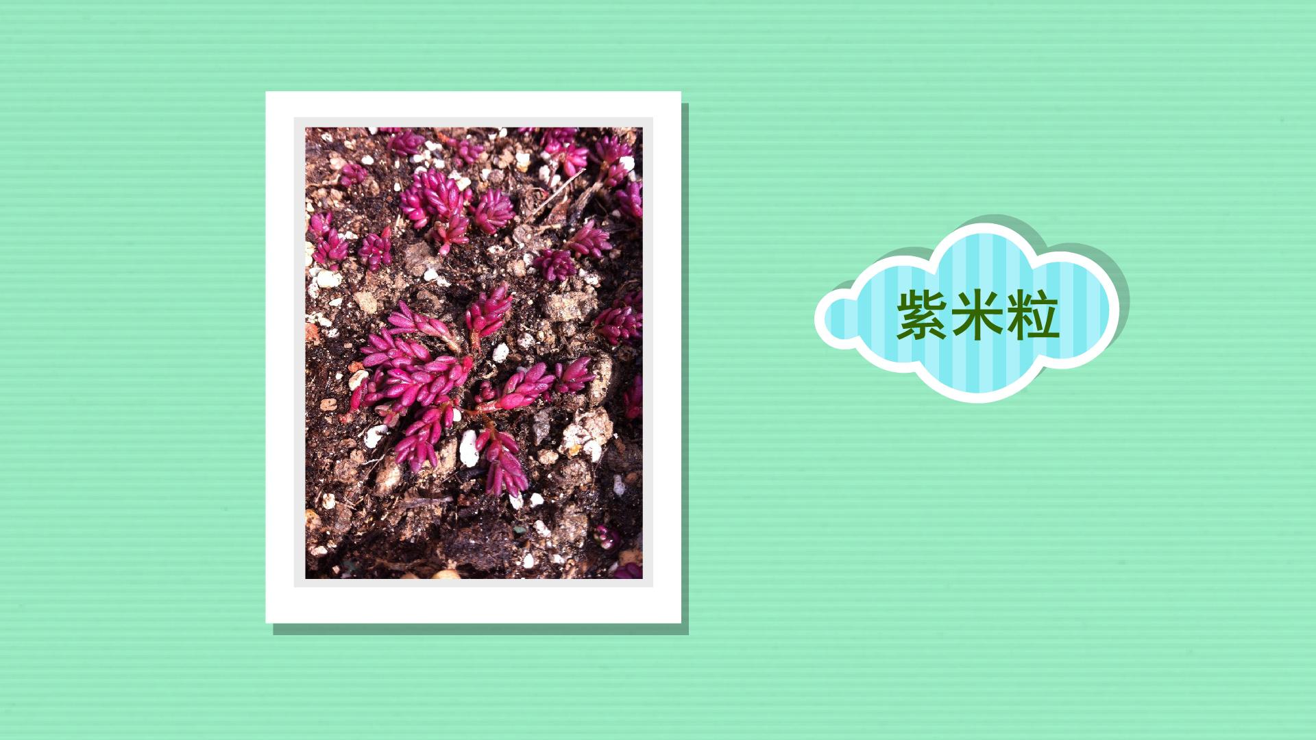 一分钟了解紫米粒