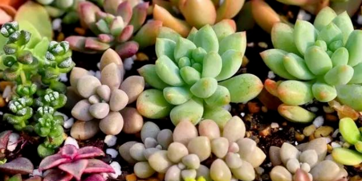 多肉植物夏天需要断水吗?答案你可能没想到