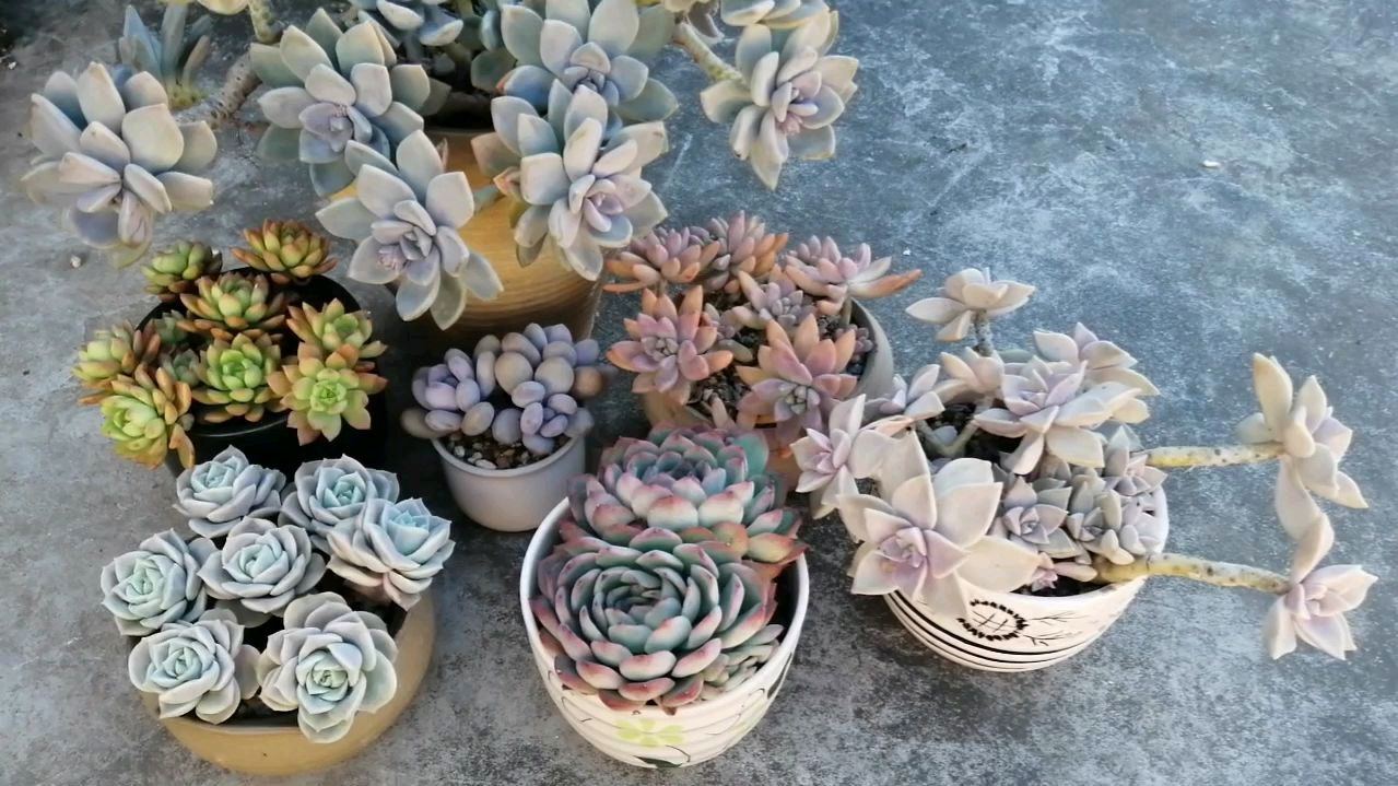 容易度夏的7 种多肉植物,全年露养,你养了几种