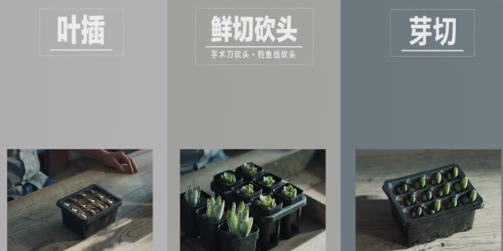 拥有多肉圆不是梦,只要学会这3种多肉扦插方法,轻松搞定