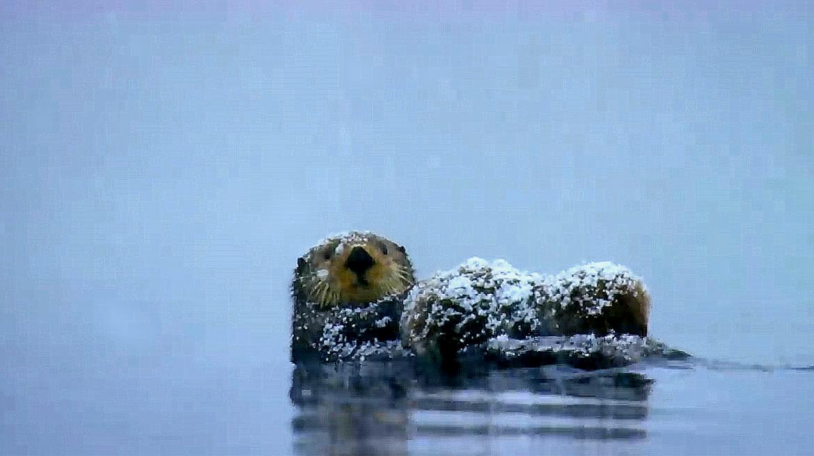 [图]冬天的水獭,抱着幼崽漂在水上看雪景,画面超萌的!