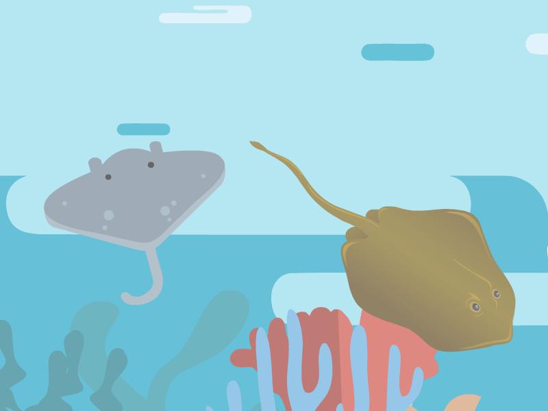 蝠鲼和鳐鱼的区别