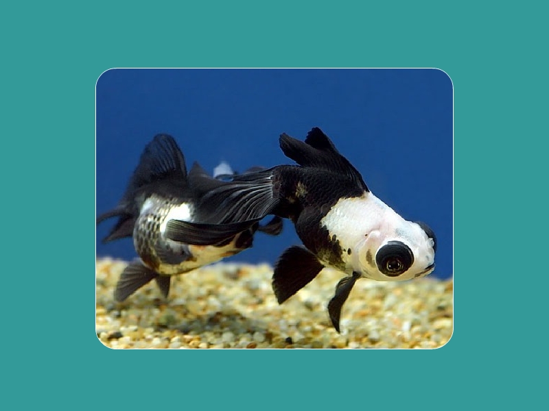 熊猫鱼:为花鳉科的观赏鱼,是卵胎生的