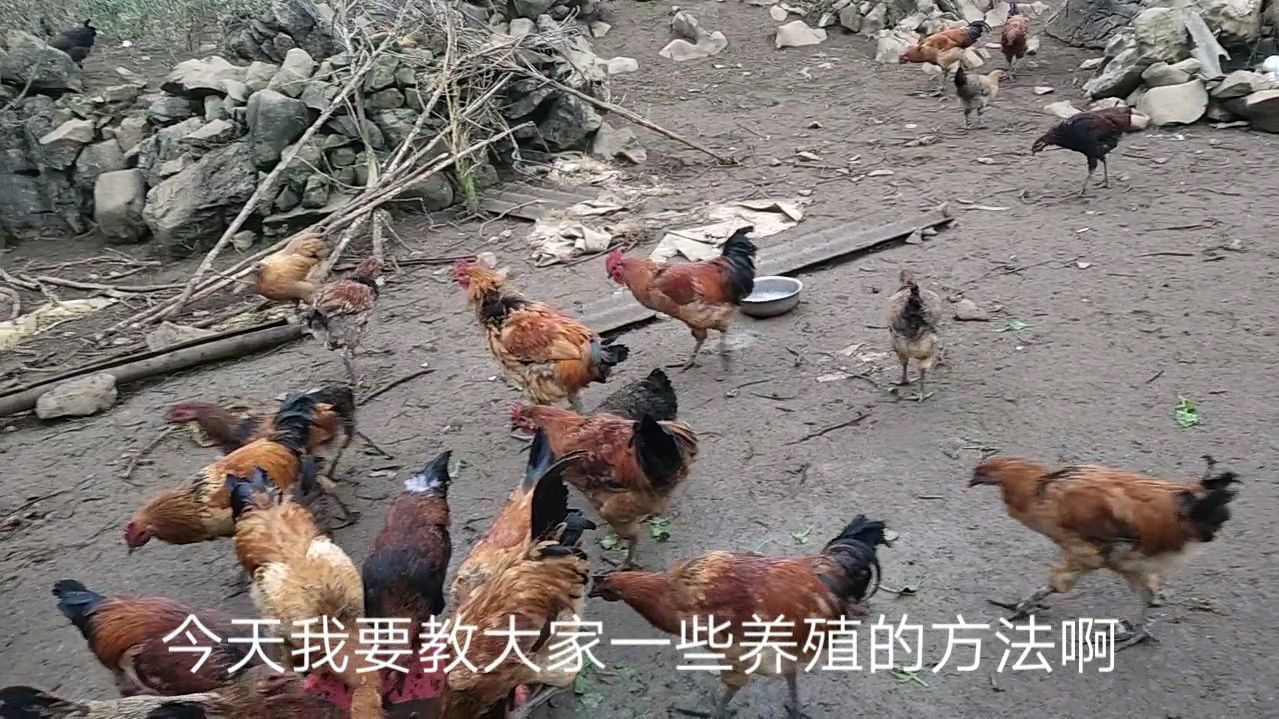 教大家一些有用的养殖方法,看看农村小威怎么说