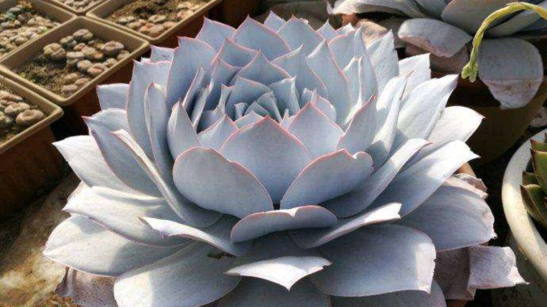 多肉植物三仙之一广寒宫,仙气十足,度夏也有绝招