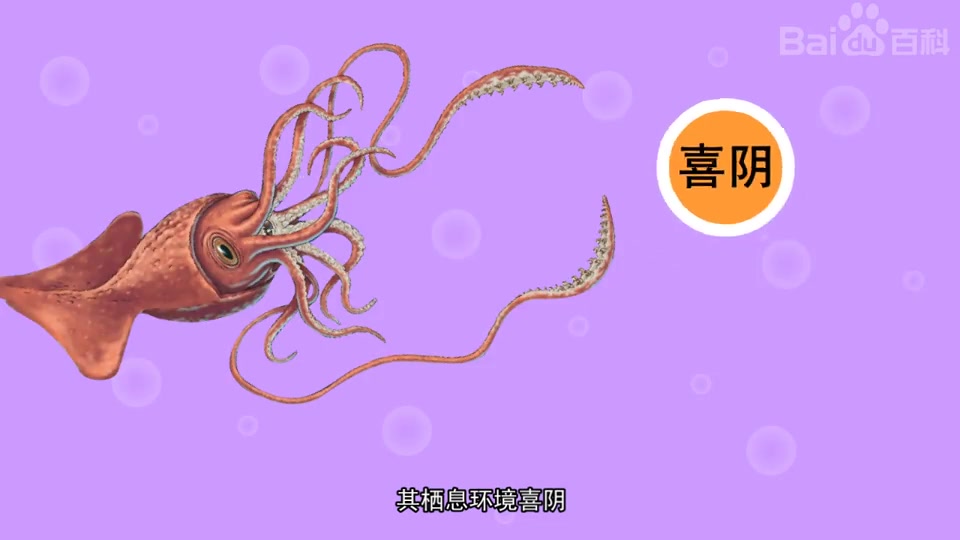 快速了解大王酸浆鱿