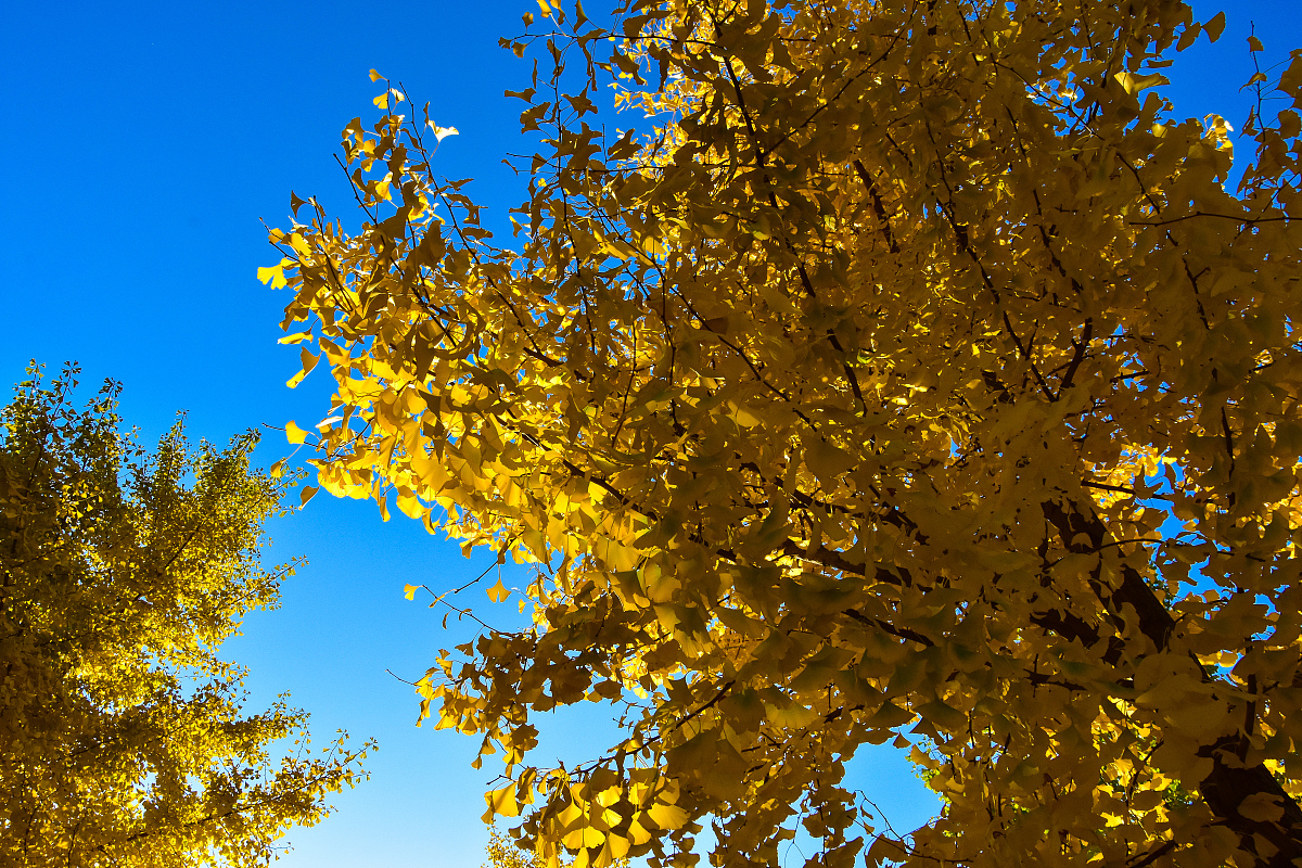 北京印刷学院版面编辑与校对专业怎么样