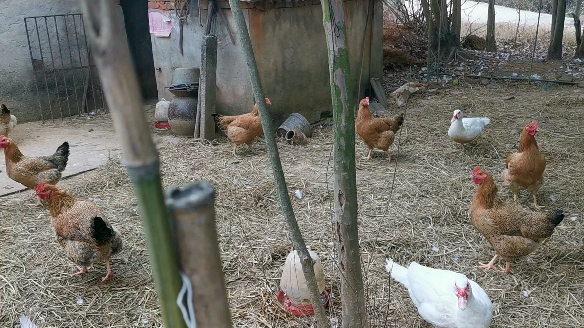 可爱的小鸡小鸭们