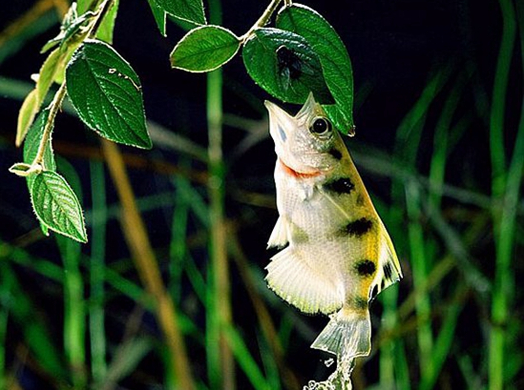 射水鱼 baijiahao.baidu.com