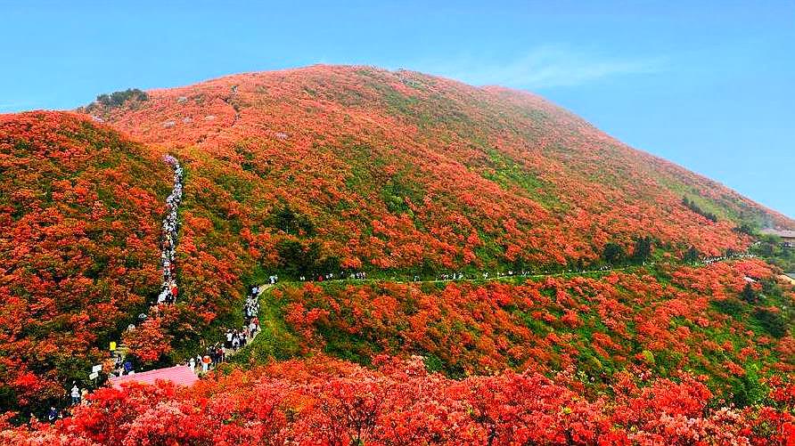 [图]贵州这里花海,比百里杜鹃漂亮,比云雾山壮观,五一人气爆棚!