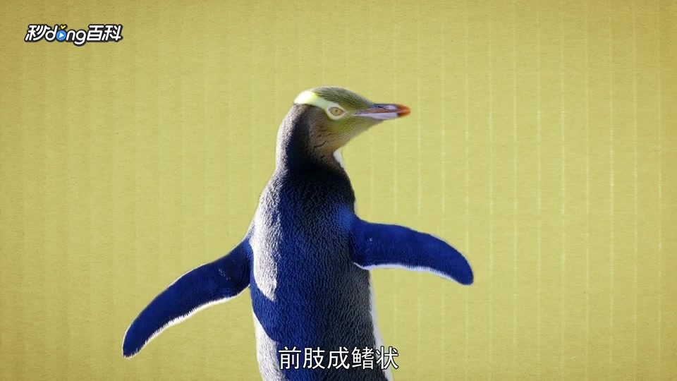 原来怀塔哈企鹅长这样