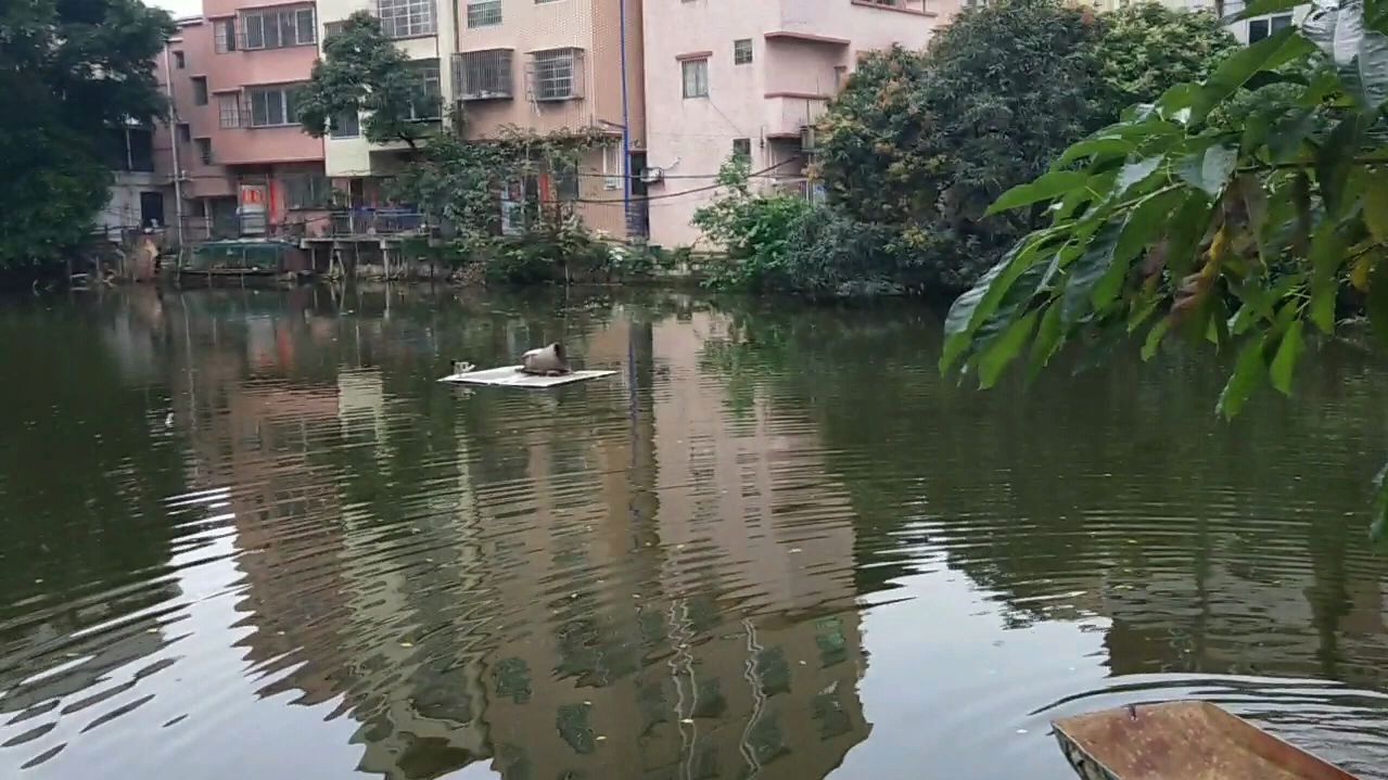 单身小伙包鱼塘养青头鸭,邀请同事一起拣鸭蛋