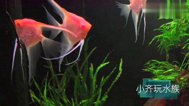 你喜欢这美丽的鱼还是这霸气的景?-红魔鬼神仙鱼
