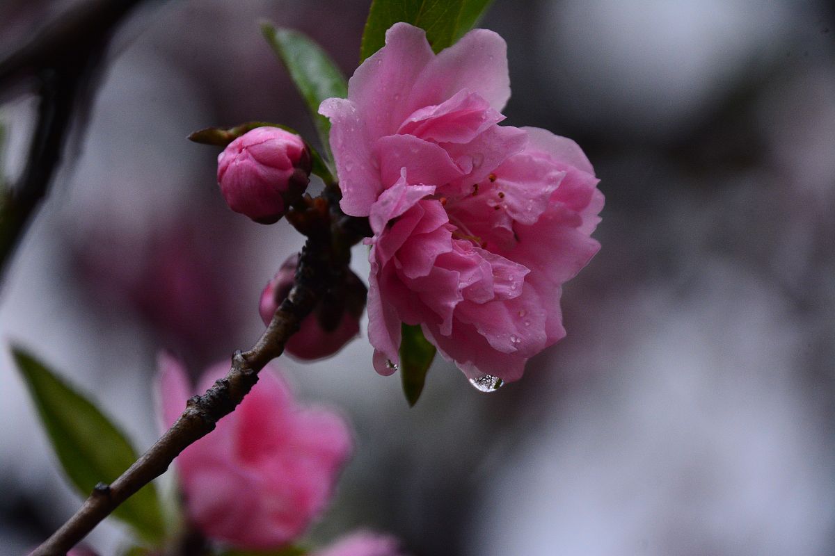 写春雨后的万物景象现代诗歌五段每段不超过五句