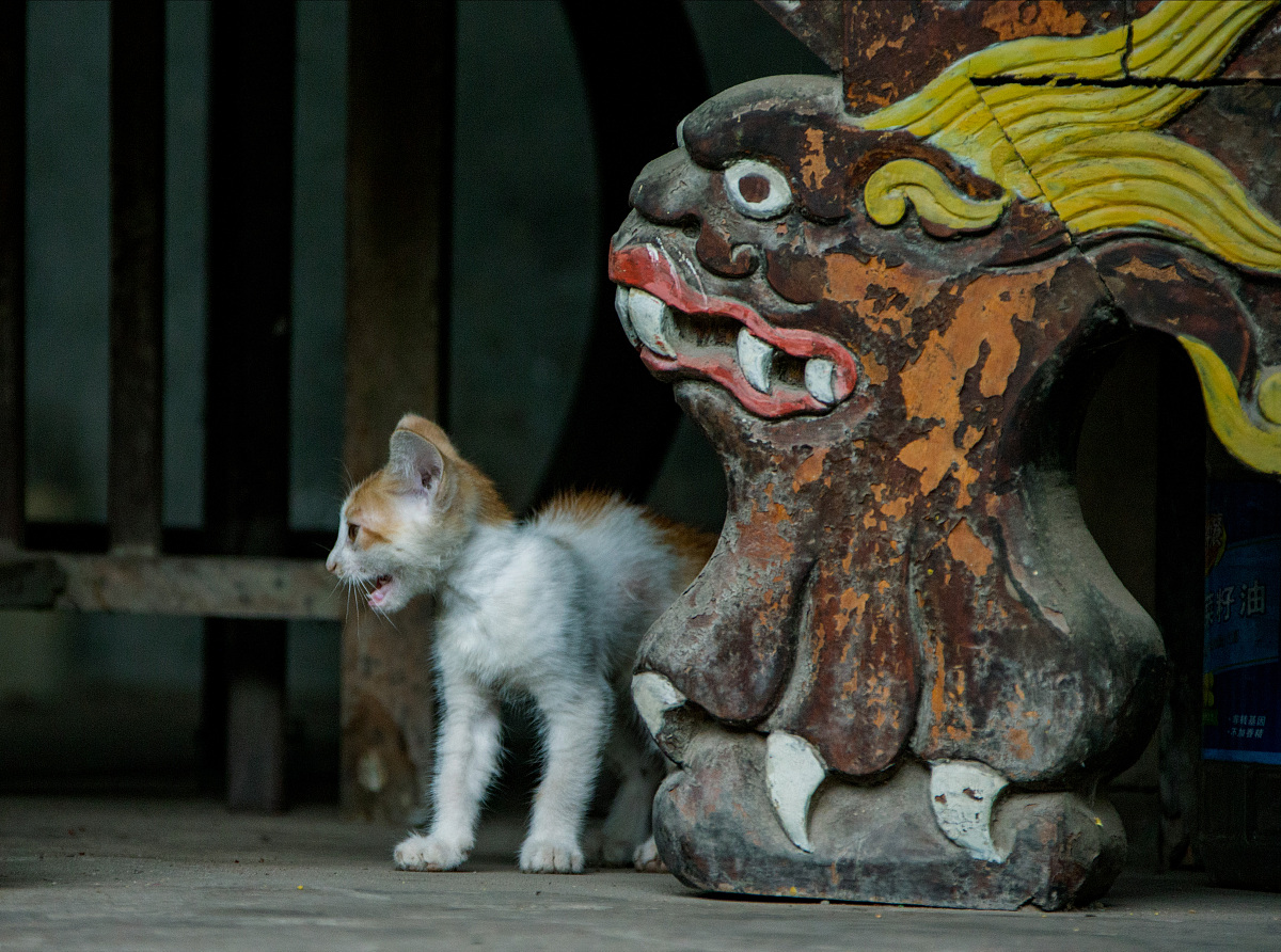 一只猫咪的机智行为让我笑翻了，你知道猫咪之间怎样辨别雌雄吗？