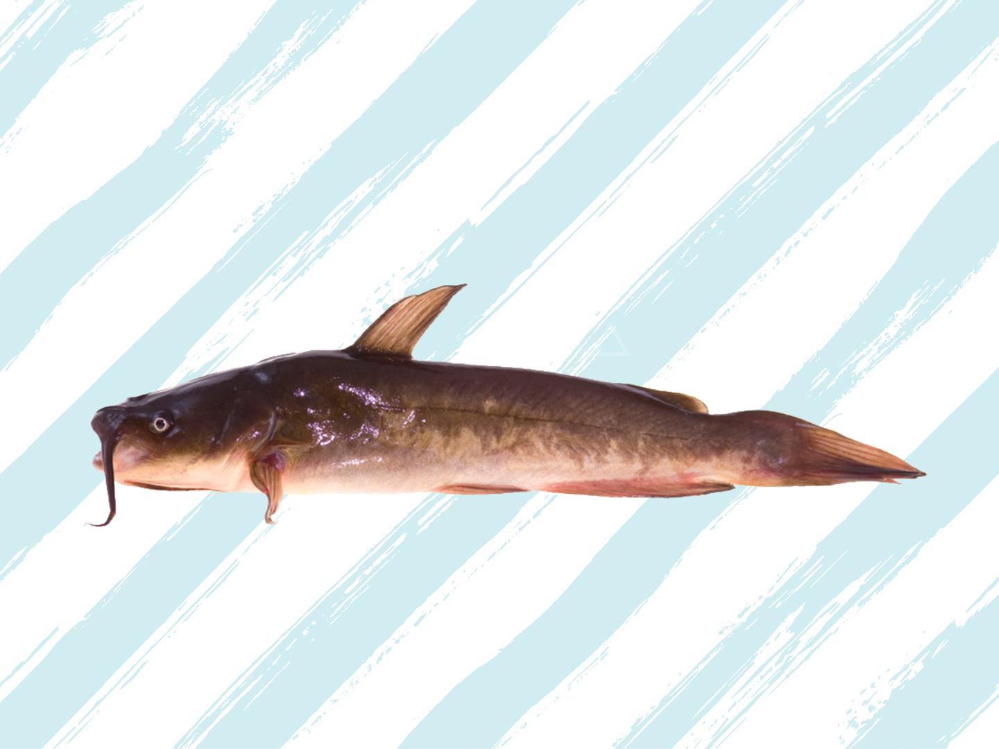 「秒懂百科」一分钟了解泥鱼