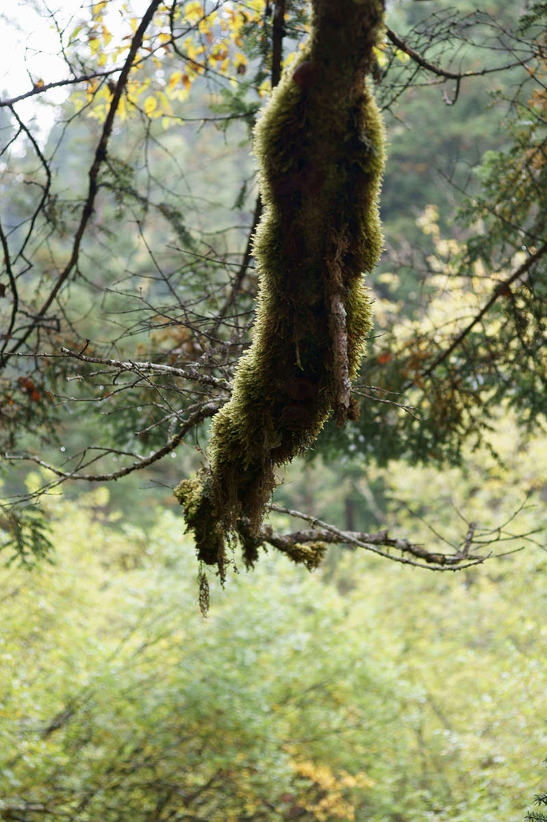 2011年10月01日,四川省阿坝藏族羌族自治州,九寨沟秋色.***_***拍摄时