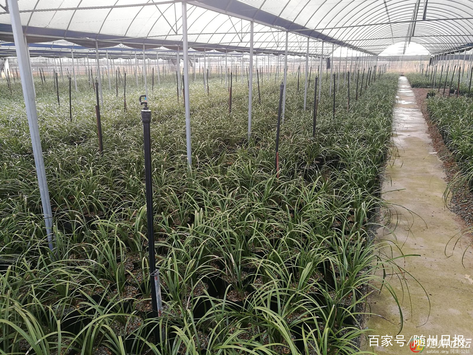 随州大力发展林业产业 推进乡村振兴成效明显