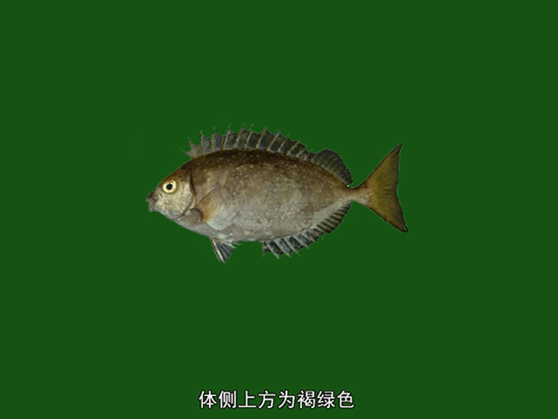 褐篮子鱼:辐鳍鱼纲鲈形目蓝子鱼科篮子属的一个种