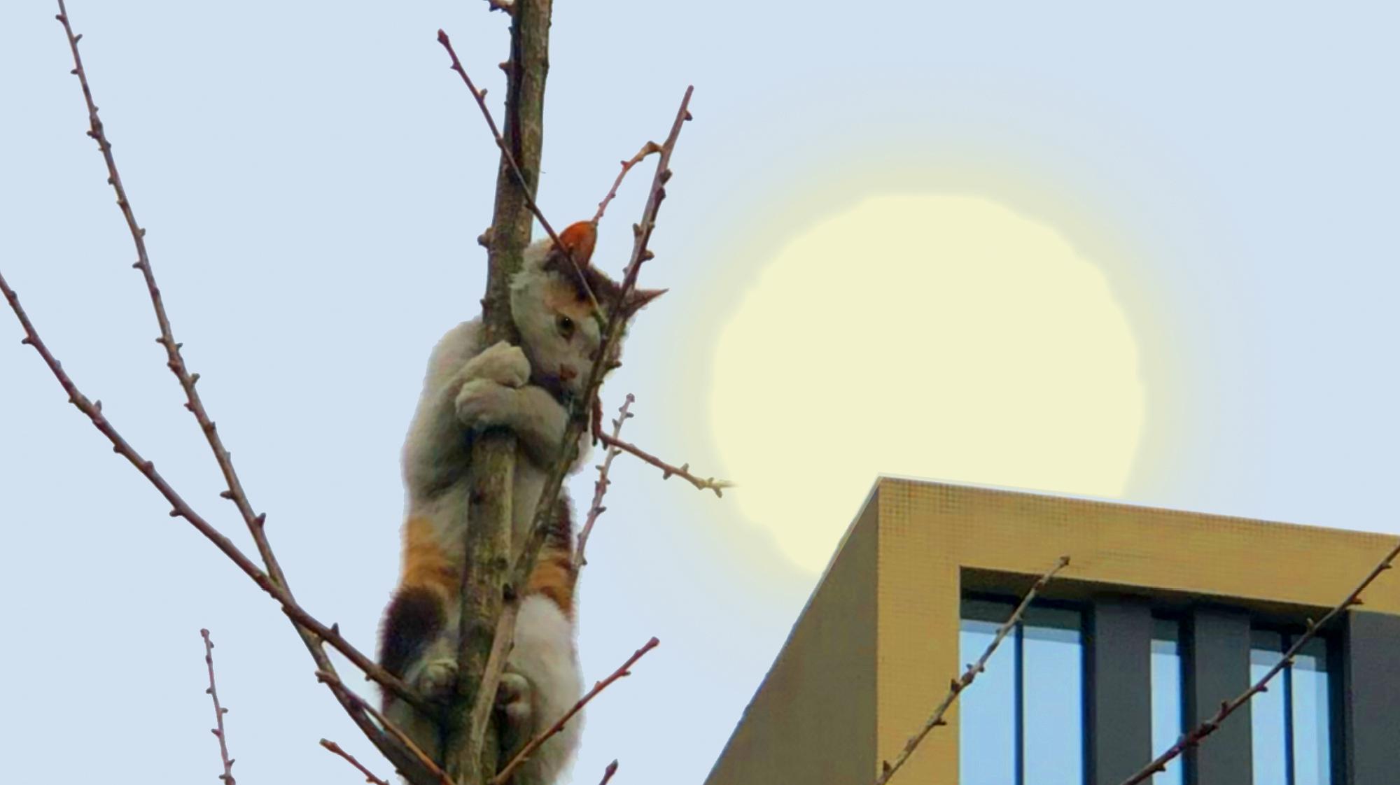 [图]三花猫：想飞上天，和太阳肩并肩！