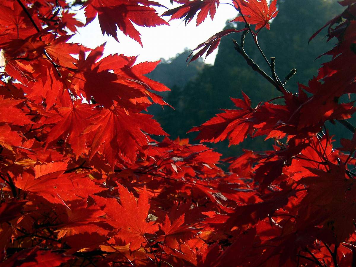2004年10月2日,辽宁本溪,秋天的枫叶.+++_+++枫叶,树叶,秋景