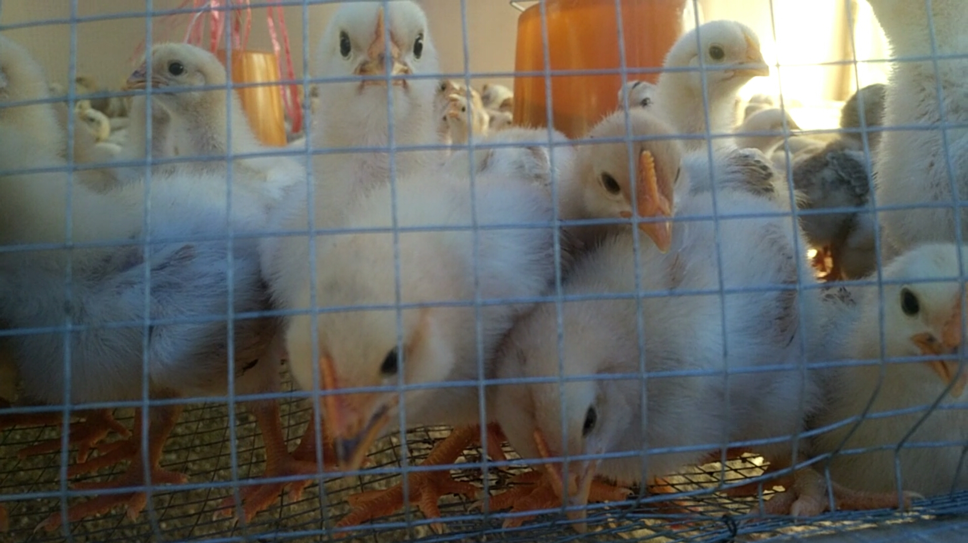 鸡拉稀不消化,鸡舍粪便五颜六色,这方法,鸡健康又有精神