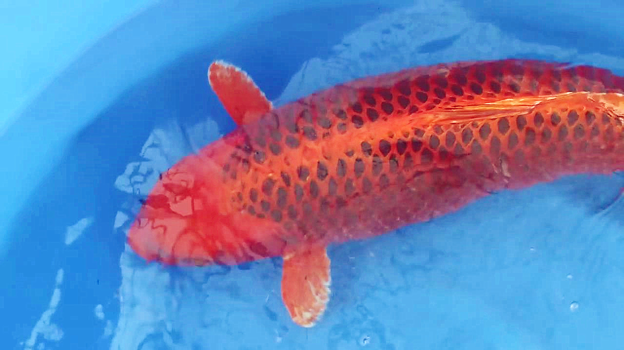 这两种漂亮的名贵锦鲤估计很多人没见过,鱼友:尤其是第二种!