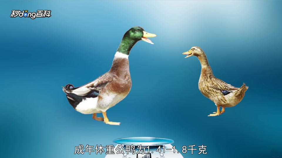 原来广西小麻鸭长这样