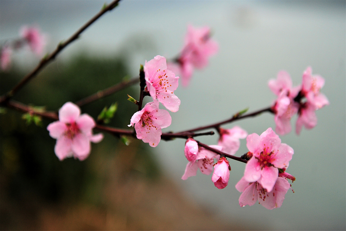 春雨后桃花的诗歌：五段排比描绘美丽与生命