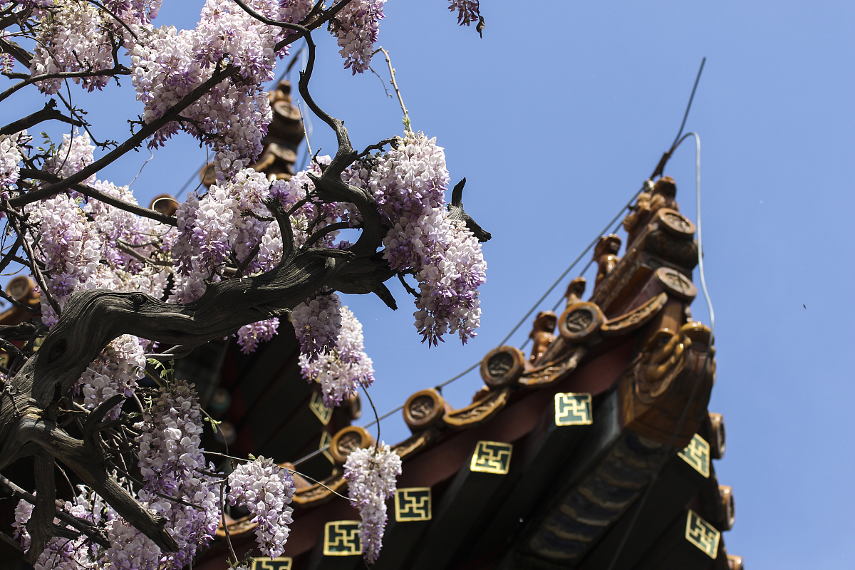 ***_***2018年4月24日,北京,孔庙内的紫藤花盛开,引起游人的关注.
