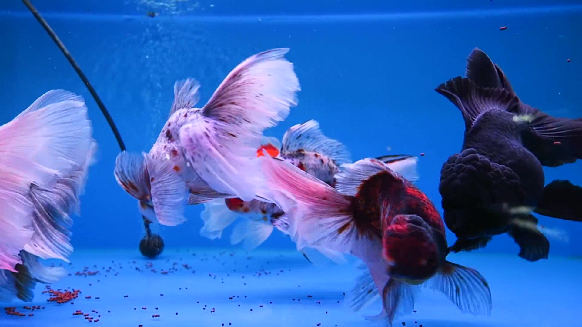 泰国进口的狮头金鱼,尤其是黑色的那条游来游去,太招人喜欢了