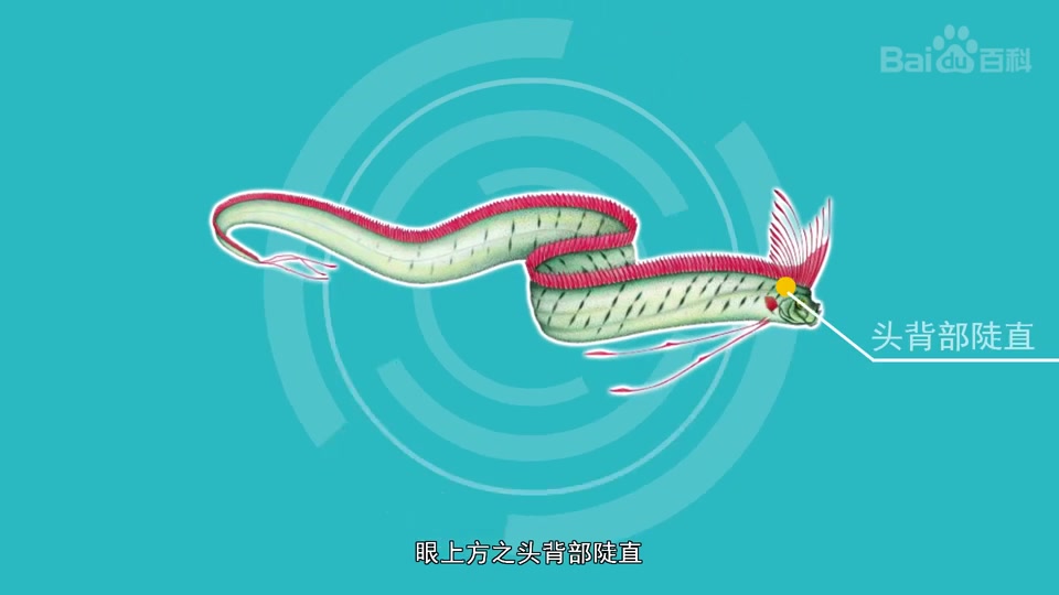 鲱王皇带鱼