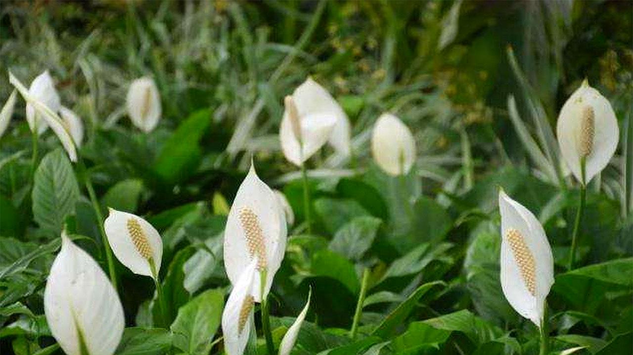 [图]梅雨季节来了,花草养护这几点很重要,帮助你度过雨季