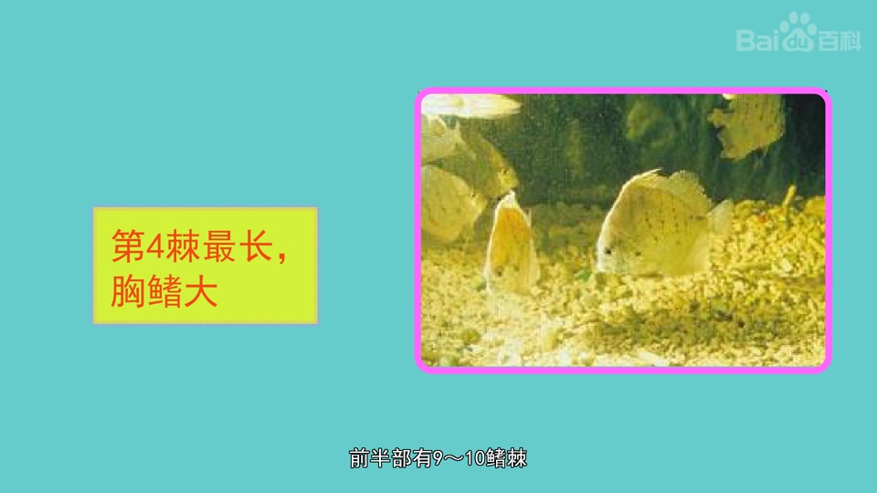 斑点鸡笼鲳