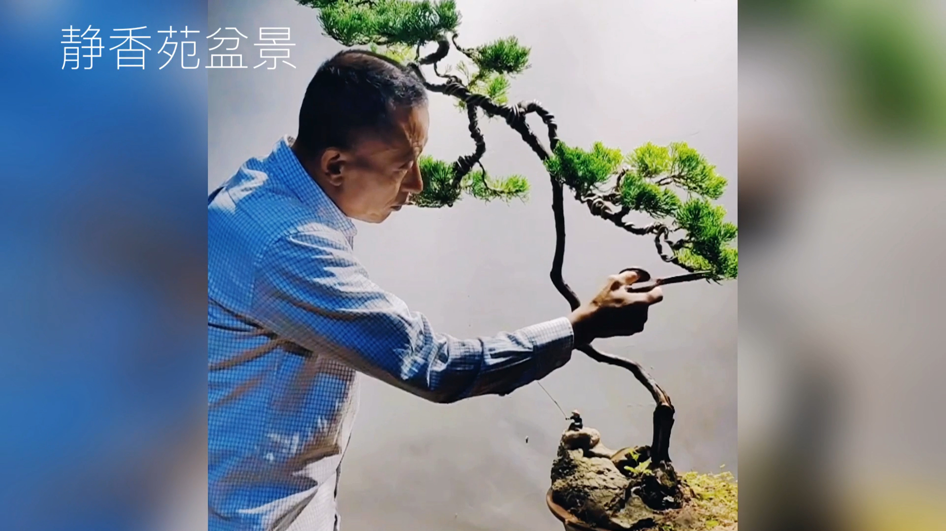 欣赏王老师制作的精品系鱼川真柏盆景,文人盆景雅致飘逸独具匠心