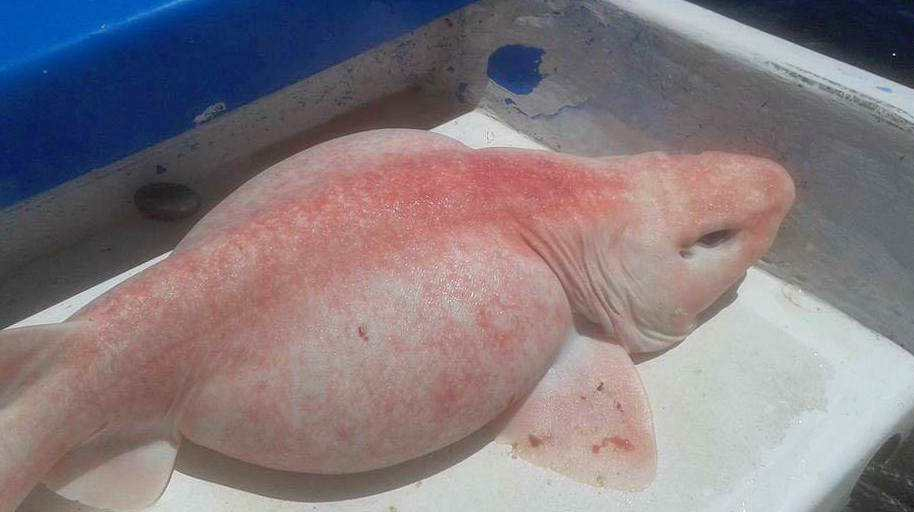渔民捕到“外星鱼”,粉色皮肤不长鳞片,这是什么物种?