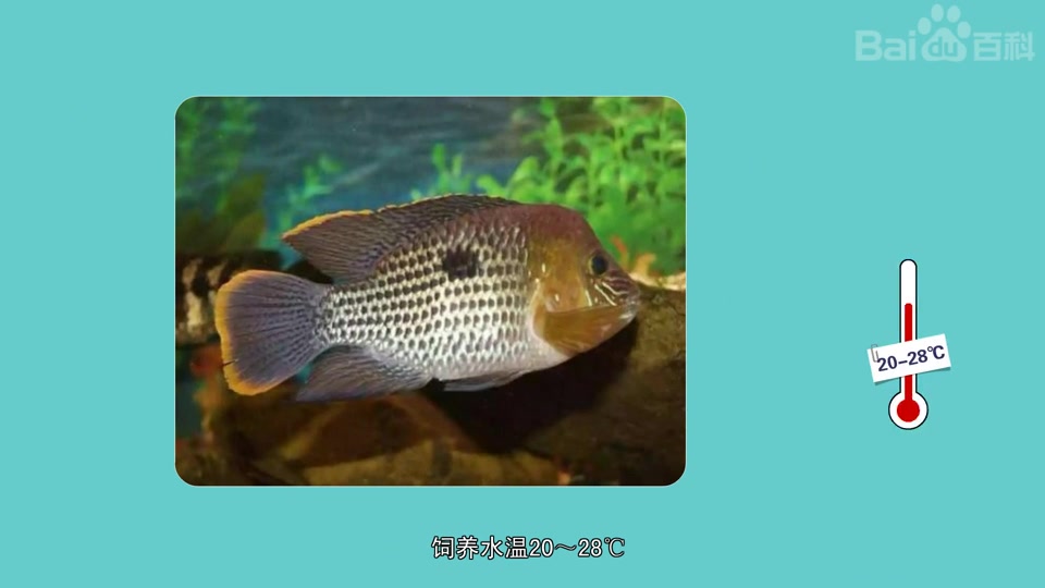 玉面皇冠鱼