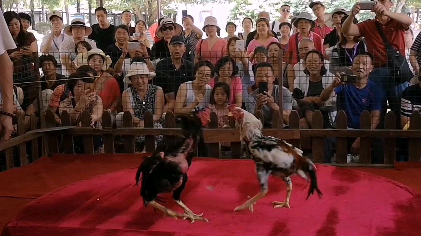 刘三姐大观园内的斗鸡表演