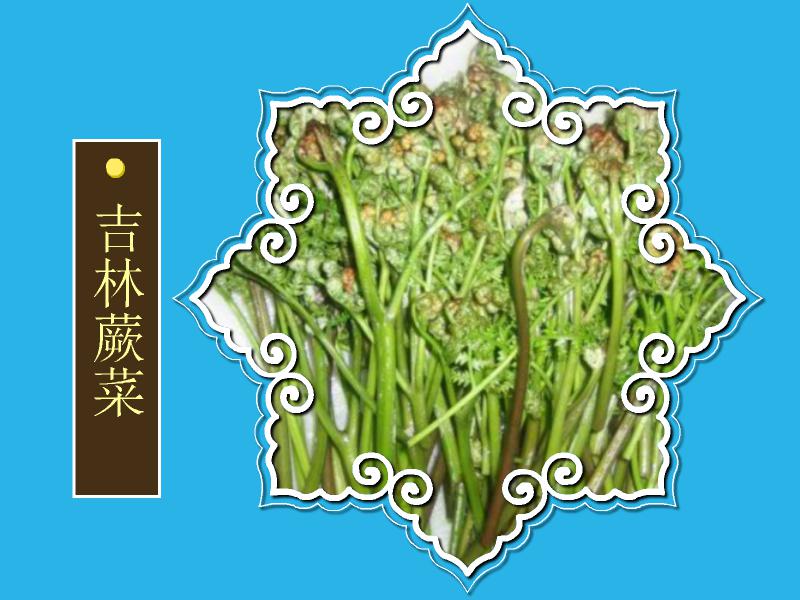 原来吉林蕨菜长这样