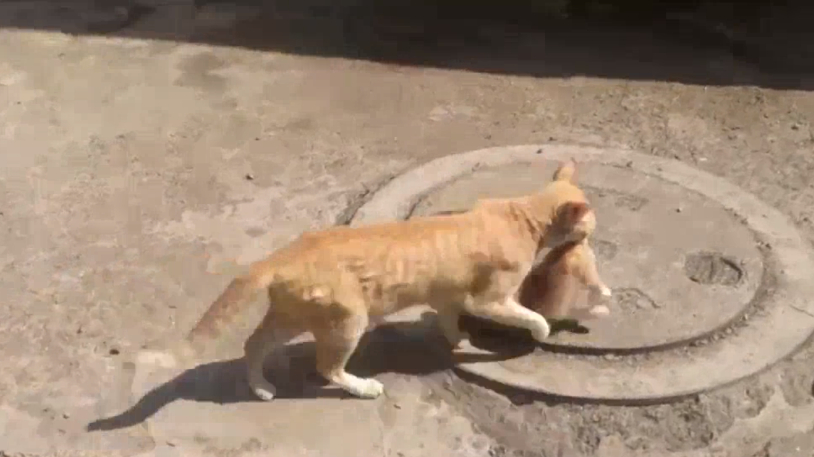 猫的弱点:为什么一掐猫脖子后面的肉,猫立马就不动了?